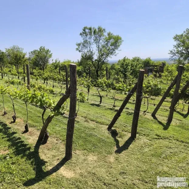 Vinograd sa voćnjakom