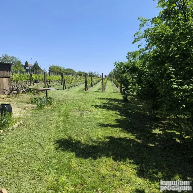 Vinograd sa voćnjakom