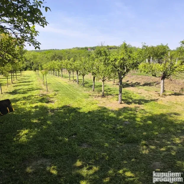 Vinograd sa voćnjakom