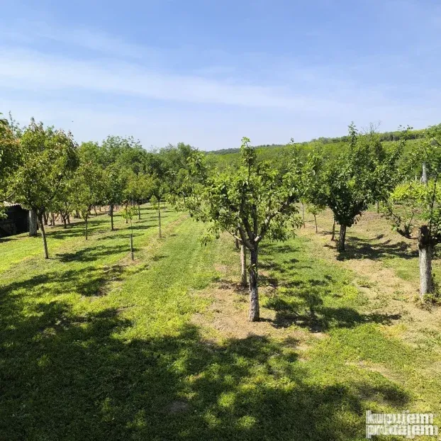 Vinograd sa voćnjakom