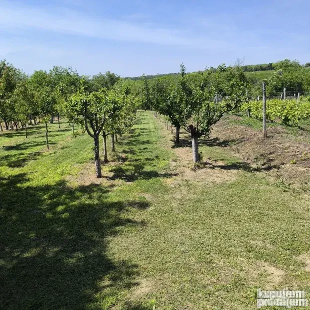 Vinograd sa voćnjakom