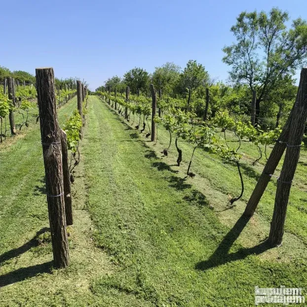 Vinograd sa voćnjakom