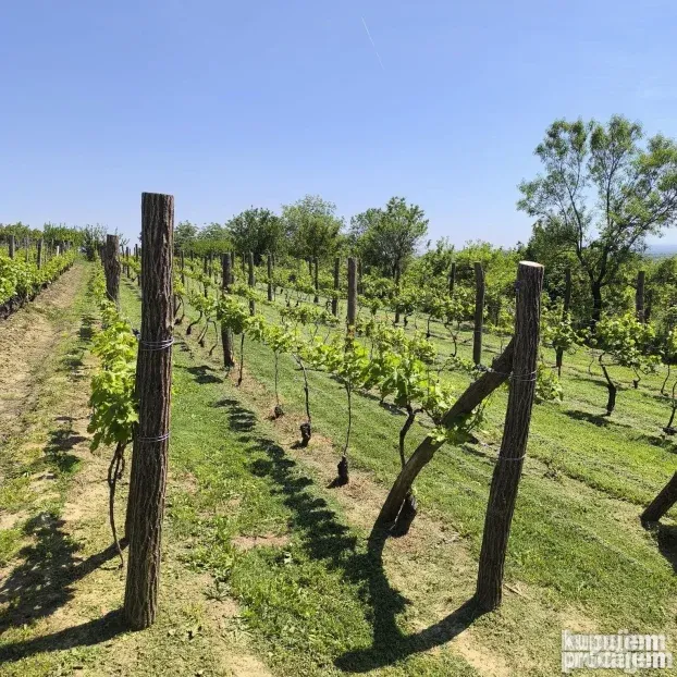 Vinograd sa voćnjakom