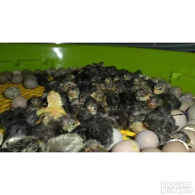 Puisor Inkubator Poluautomatski 51 jaje Besplatna Dostava