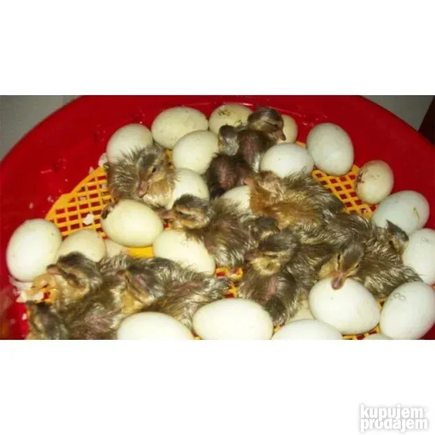 Puisor Inkubator Poluautomatski 51 jaje Besplatna Dostava