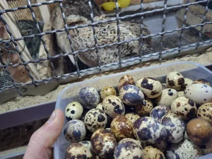 Domaća prepeličja jaja – sveža i kvalitetna