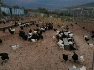 PROMOCIJA Super Harko,Sasex,Crni Australorp,Leghorn