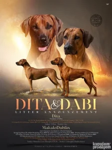 Rodezijski Ridzbek, štenci