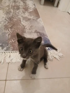 Udomljava se muško mače