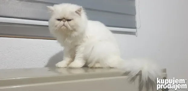 Persijske piggy look mace