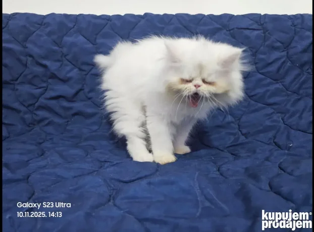 Persijske piggy look mace