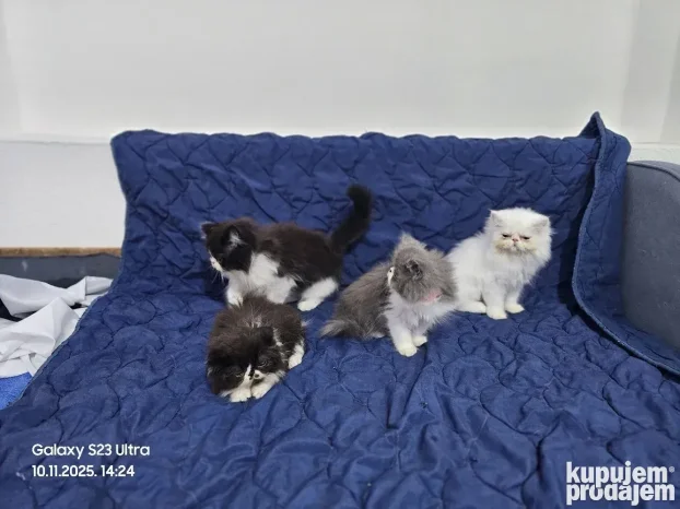 Persijske piggy look mace