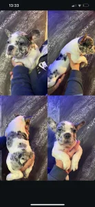 Francuski buldog