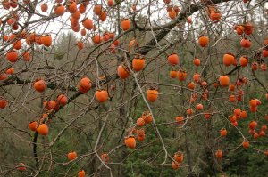 Sadnice egzoticnog voca i medonsnog bilja Rasadnik Knjazevac