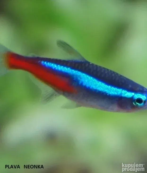plave neonke-ribice za akvarijum - KupujemProdajem