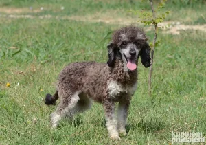 Pudle u egzoticnim bojama