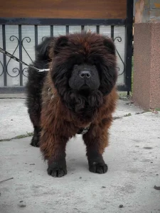 chow chow cau cau Čau Čau ženka