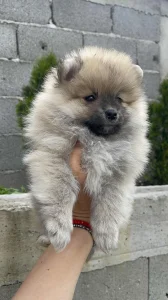 Pomeranski spic oranz zenka