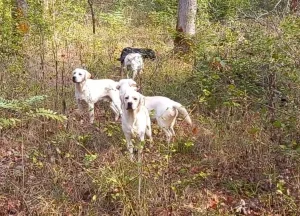 Tartufarski psi radni