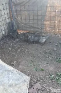 Zenka dug jazavicara povoljno