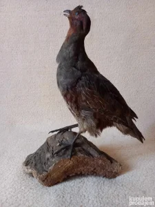 Lepa preparirana jarebica