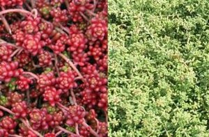 SEDUM ALBUM coral carpet