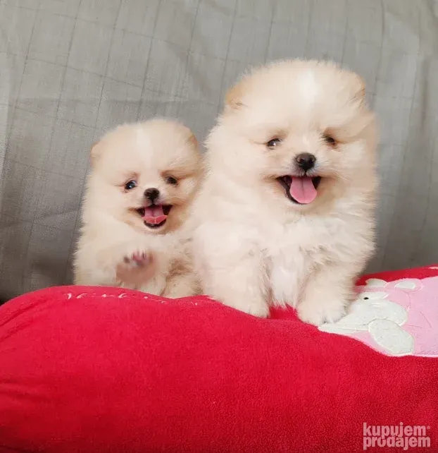 Pomeranci BOO
