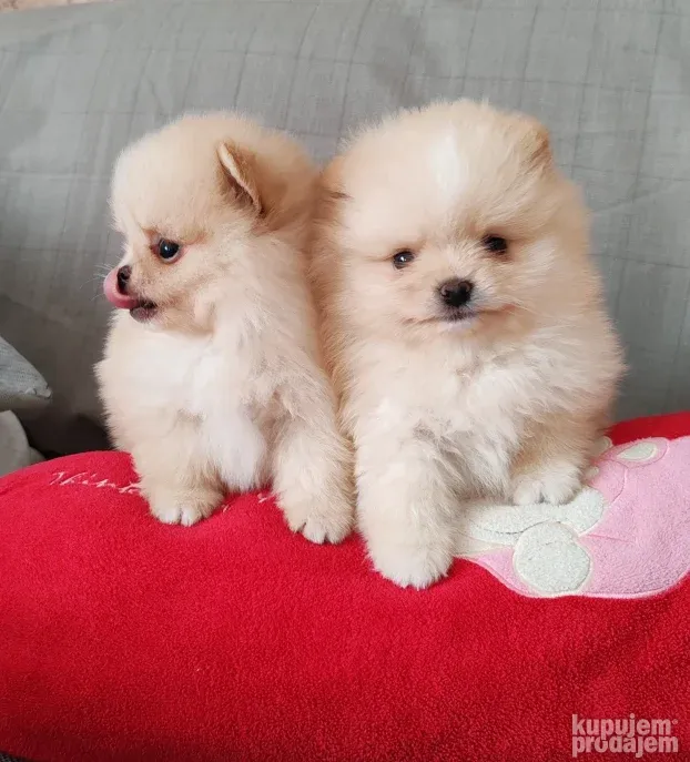 Pomeranci BOO