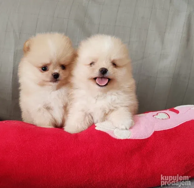 Pomeranci BOO