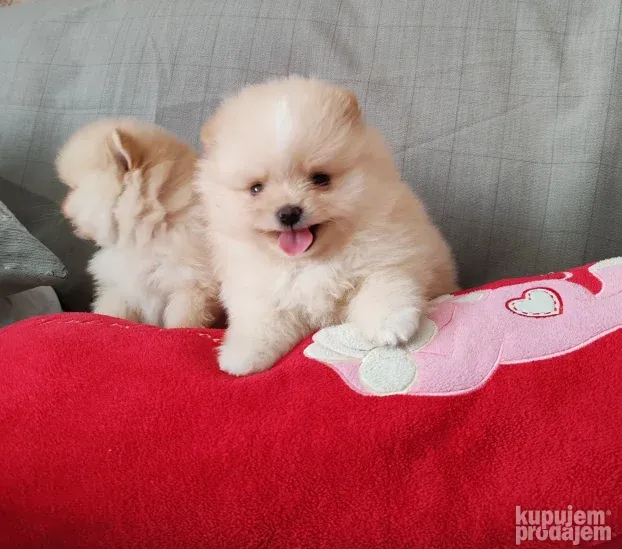 Pomeranci BOO