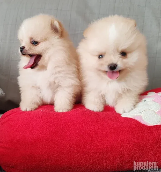 Pomeranci BOO