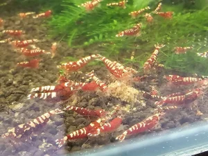 Red Galaxy kozice shrimp