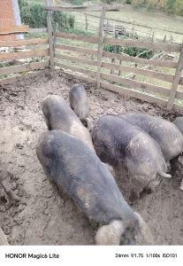 Moravke nazimice matičene 6 grla i nerastovi 2 grla