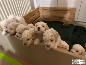 Lagoto romagnolo štenci