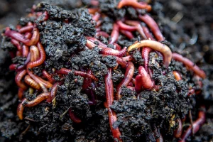 Crvene gliste i Holandske gliste150din.