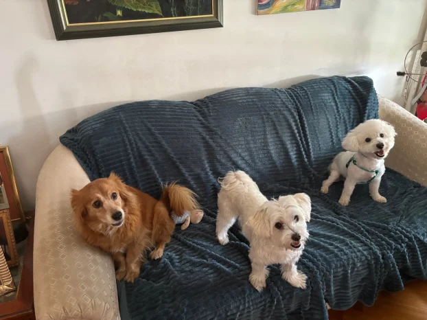 Arin kutak, cuvanje pasa u stanu, 90m² -Crveni krst Bgd