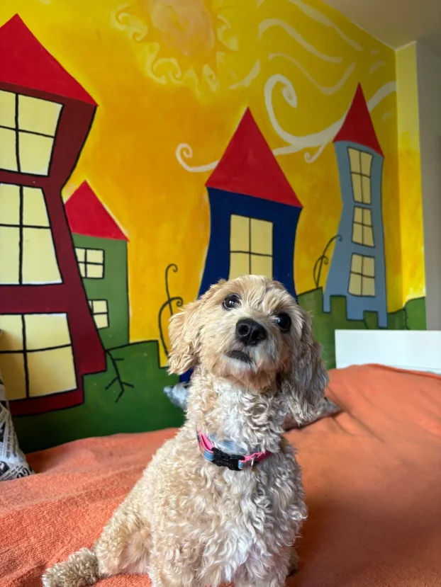 Arin kutak, cuvanje pasa u stanu, 90m² -Crveni krst Bgd