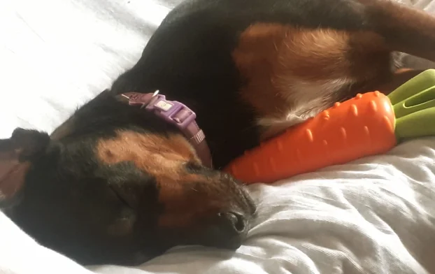 Arin kutak, cuvanje pasa u stanu, 90m² -Crveni krst Bgd