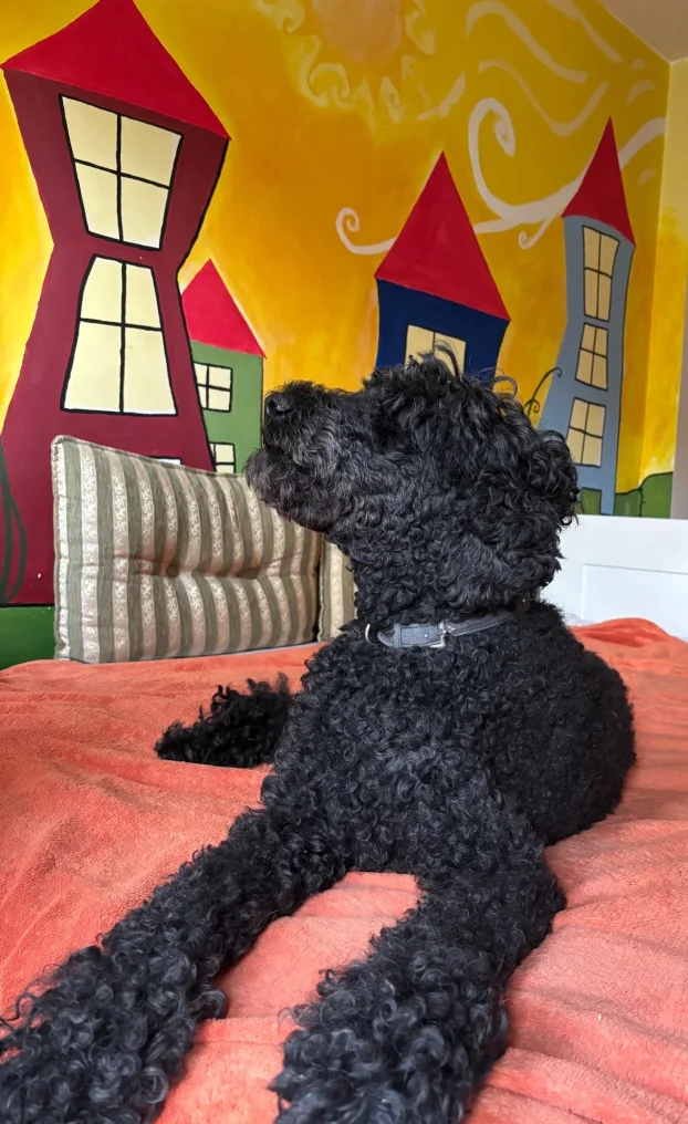 Arin kutak, cuvanje pasa u stanu, 90m² -Crveni krst Bgd