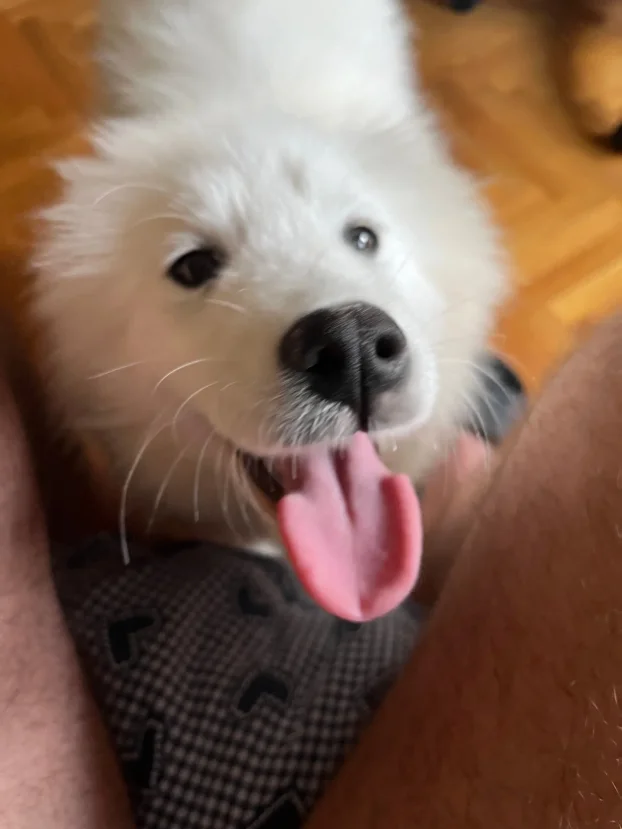 Arin kutak, cuvanje pasa u stanu, 90m² -Crveni krst Bgd