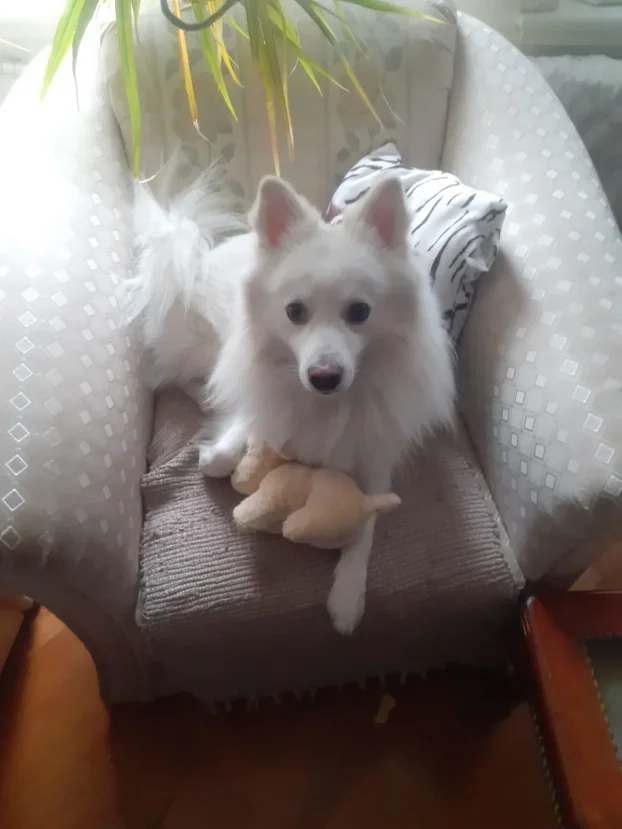 Arin kutak, cuvanje pasa u stanu, 90m² -Crveni krst Bgd