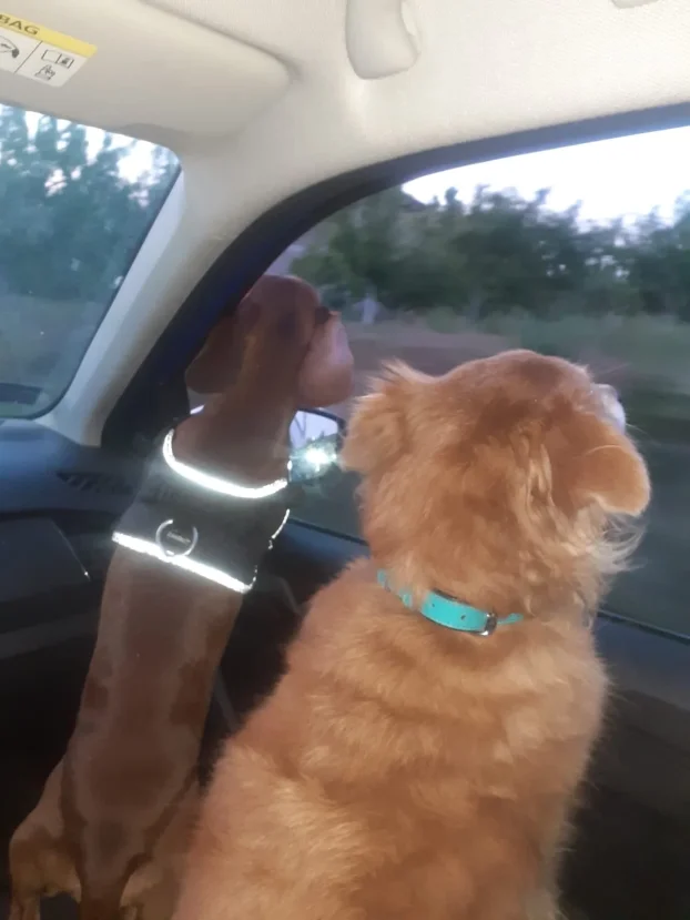 Arin kutak, cuvanje pasa u stanu, 90m² -Crveni krst Bgd