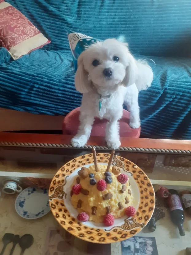 Arin kutak, cuvanje pasa u stanu, 90m² -Crveni krst Bgd