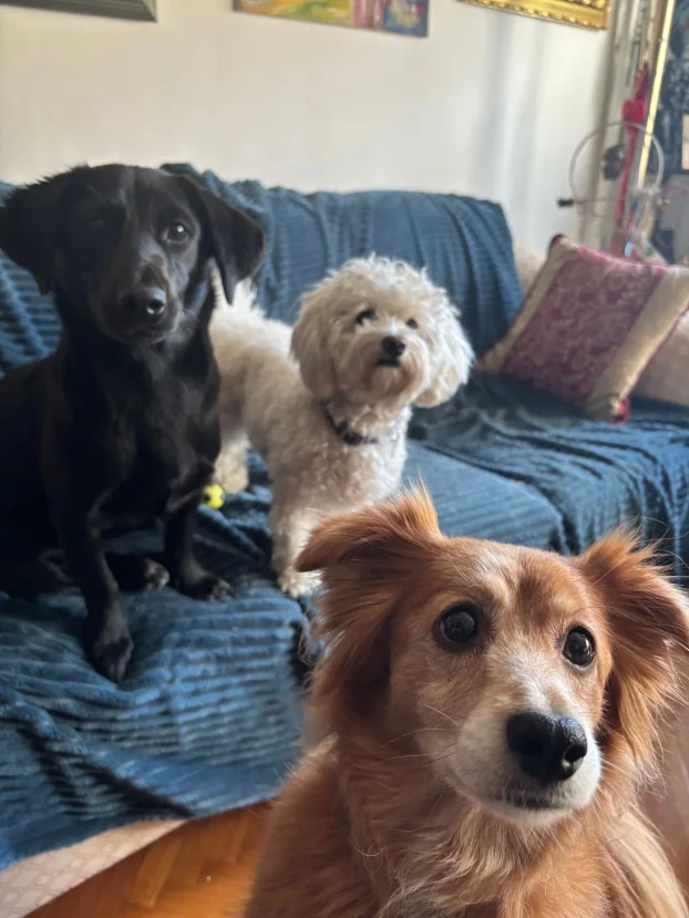 Arin kutak, cuvanje pasa u stanu, 90m² -Crveni krst Bgd