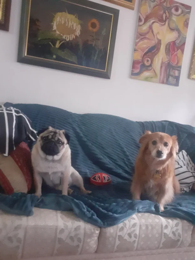 Arin kutak, cuvanje pasa u stanu, 90m² -Crveni krst Bgd