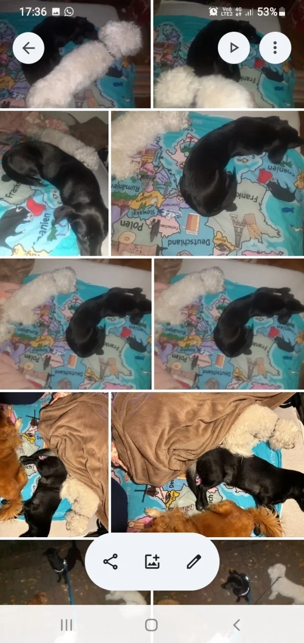 Arin kutak, cuvanje pasa u stanu, 90m² -Crveni krst Bgd