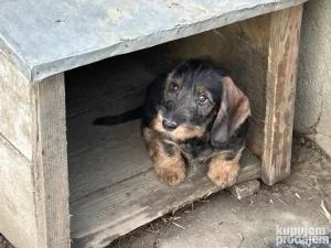 Ostrodlaki jazavicari