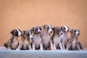 Whippet