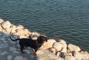 Jazavičar za parenje