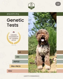 Lagotto romagnolo sampionsko leglo